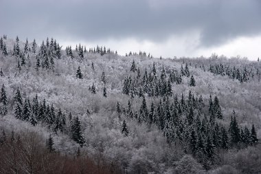 Mixed mountain forest covered with frost clipart