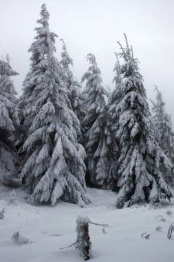 Kışın karla kaplı bir köknar ormanında