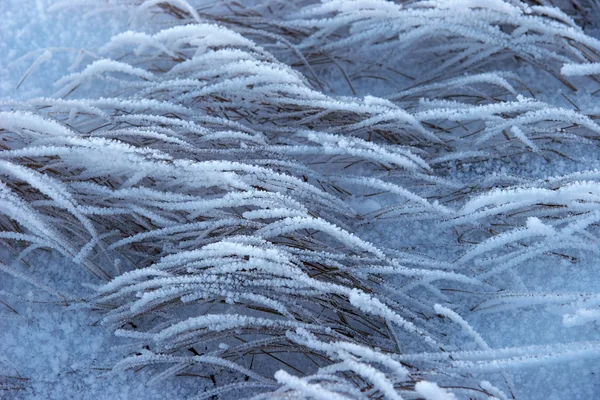 Winter frost on a dry grass — Stock Photo, Image