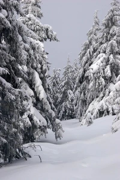 Téli fenyő erdő — Stock Fotó
