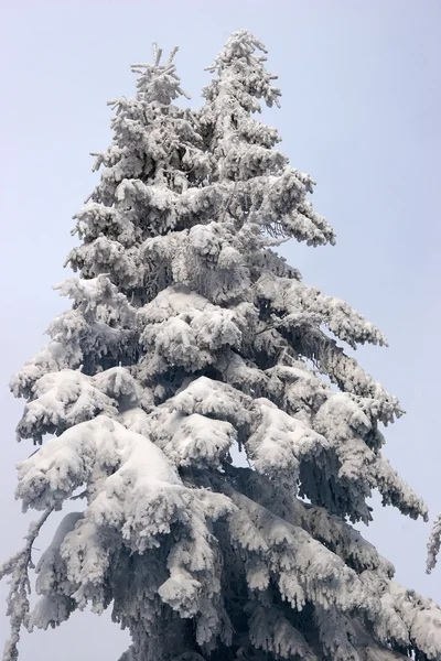 Ялинка вкрита снігом — стокове фото