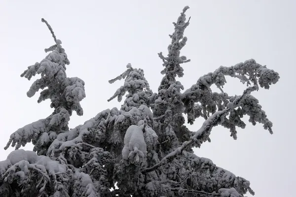 Вогняні гілки вкриті снігом — стокове фото