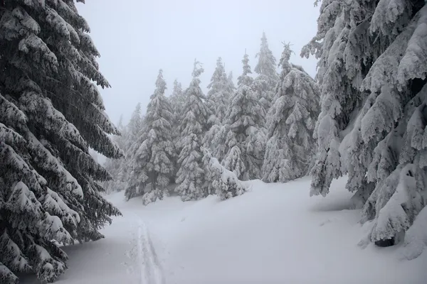 Skidspår i en vinter skog — Stockfoto