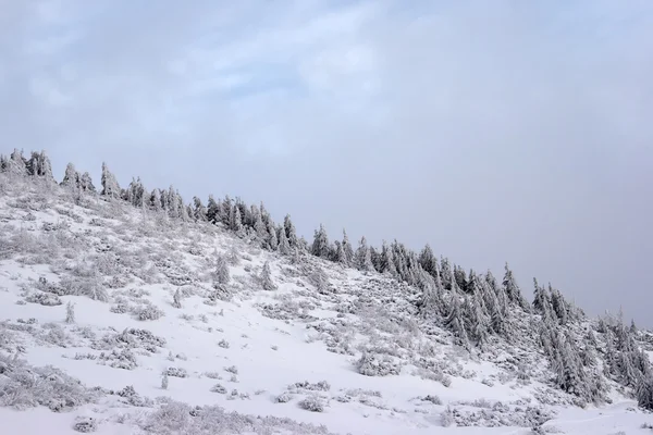 Alberi di abete che scalano un pendio di montagna — Foto Stock