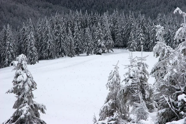 Polana w zimowym lesie jodły — Zdjęcie stockowe