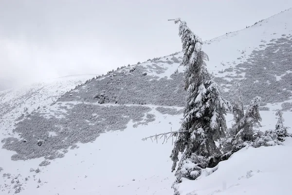 道のある山の斜面と一本のモミの木 — ストック写真