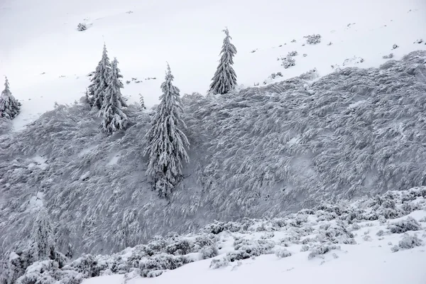 Tannenbäume und Sträucher mit Schnee bedeckt — Stockfoto