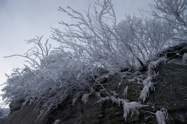 थंड सह झाकलेल्या खडक वर बुश — स्टॉक फोटो, इमेज