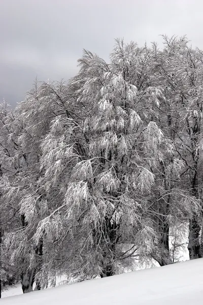 Bosque en una ladera de montaña después de una nevada — Foto de Stock