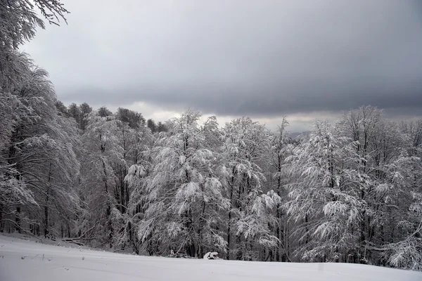 Поляна и лес, покрытые снегом — стоковое фото