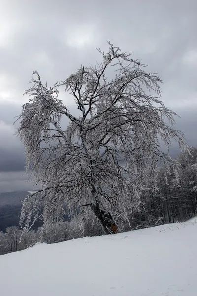 Одинокое дерево в горах после снегопада — стоковое фото