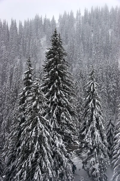 Foresta di abete invernale su pendii di montagna — Foto Stock