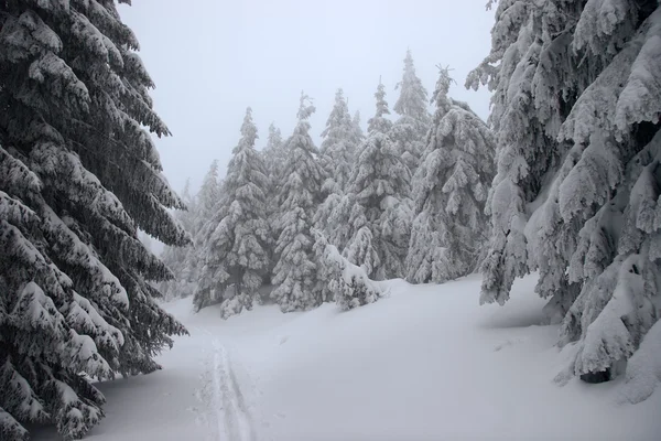Skidspår i en vinter skog Stockbild