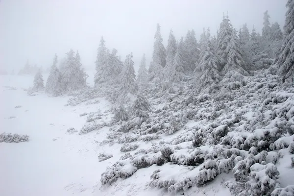 Foresta di abete invernale in una tempesta di neve Foto Stock