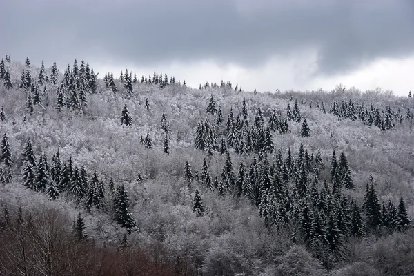 Bosque mixto de montaña cubierto de heladas Fotos de stock libres de derechos