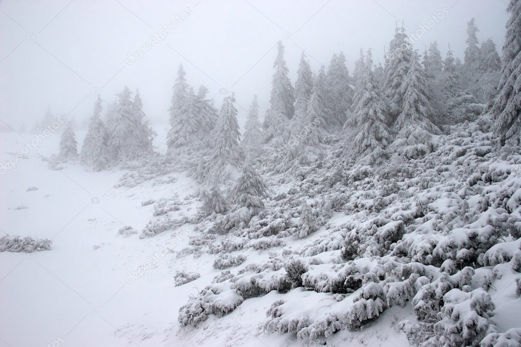 Winter fir forest in a snowstorm