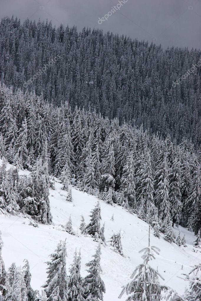 Mountain slopes with fir forest