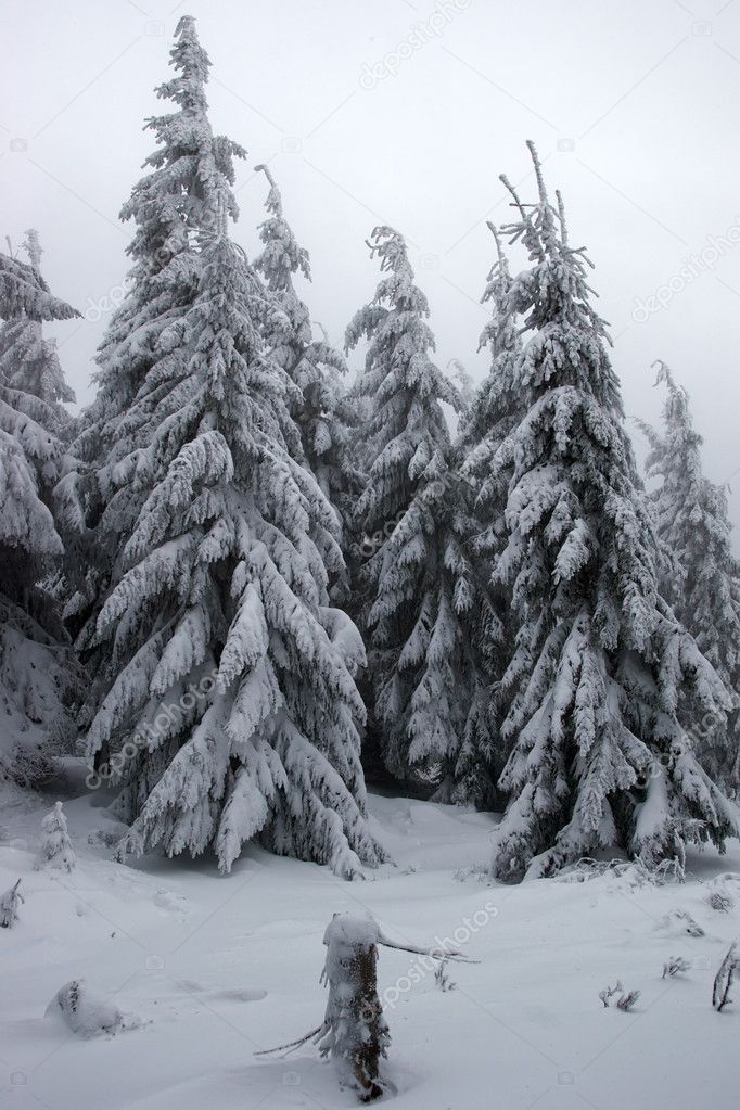 Glade in a winter fir forest covered with snow