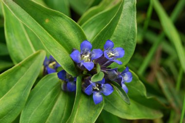 Gentiana çarmıhı