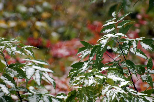 The first snowfall — Stock Photo, Image