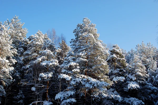 stock image Forest at sunny winter day