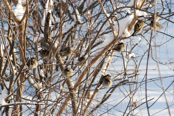 Vrabci v zimě — Stock fotografie