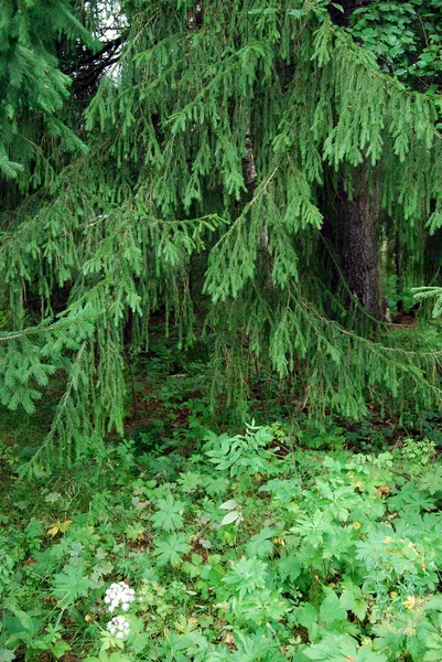 Çam ağacı dalları — Stok fotoğraf