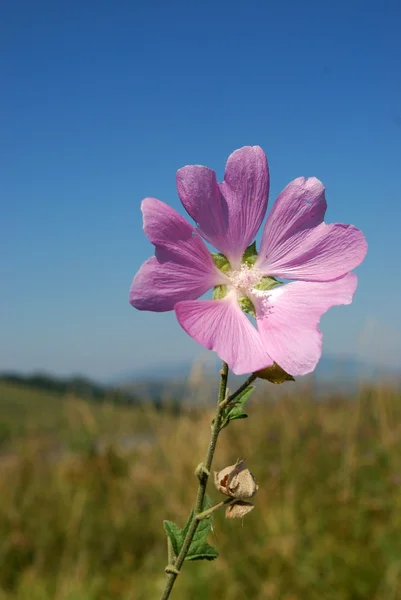 Mallow stand out against the sky — Stock Photo, Image