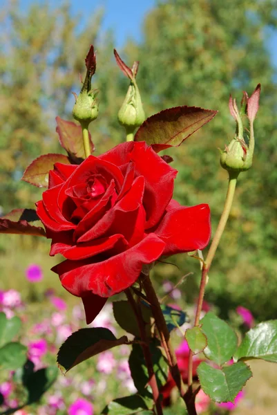 Macro imagen de rosa roja —  Fotos de Stock