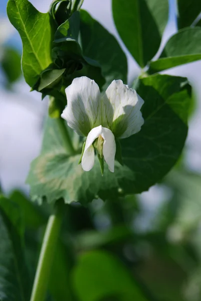 エンドウ豆の花 — ストック写真