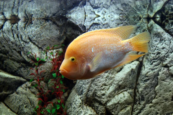 Aquariumvissen — Stockfoto