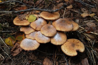 agaric tatlım