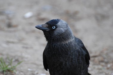 Corvus monedula veya küçük karga