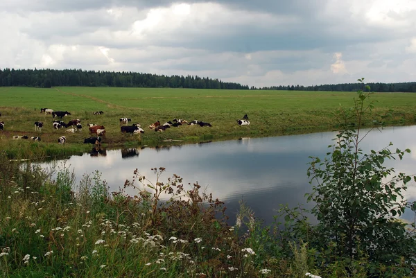 Tarlada otlayan inek sürüsü — Stok fotoğraf