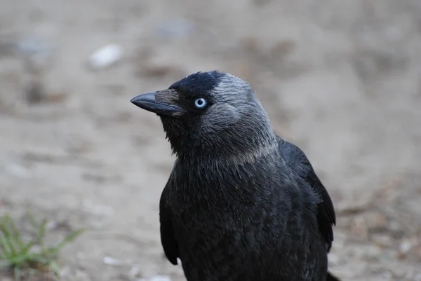 Corvus monedula, или jackdaw — стоковое фото
