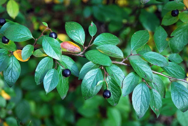 Branche verte aux fruits — Photo
