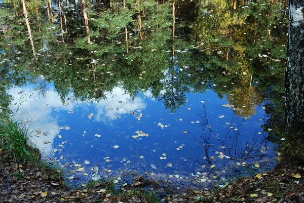 森林池塘 — 图库照片