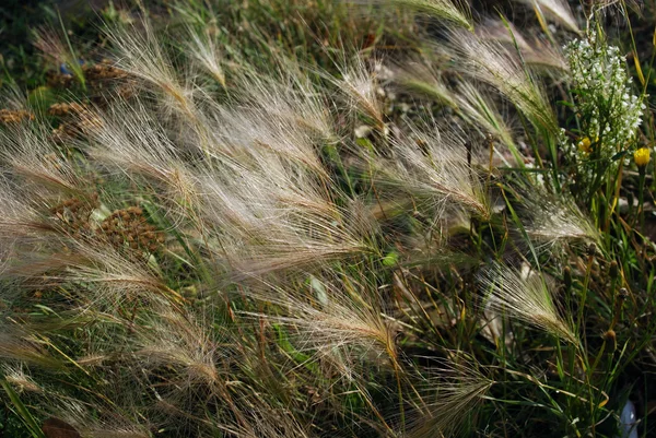 Foxtail Barley (Hordeum jubatum) — Stock Photo, Image