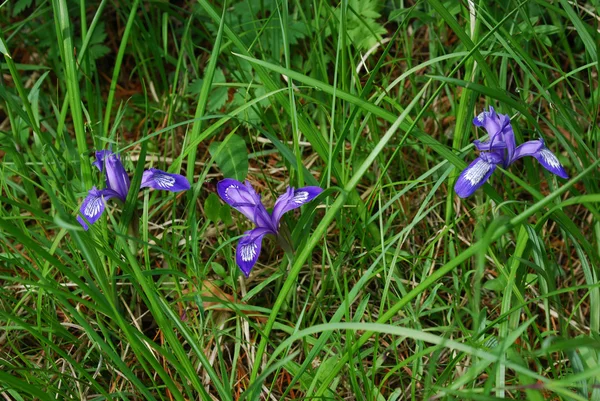 Iris ruthenica — Stockfoto