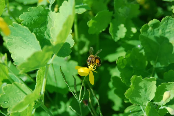 stock image Bee on the flower