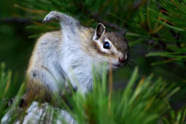 Chipmunk clipart