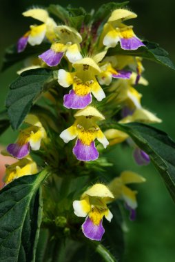 Hemp nettle (Galeopsis speciosa) clipart