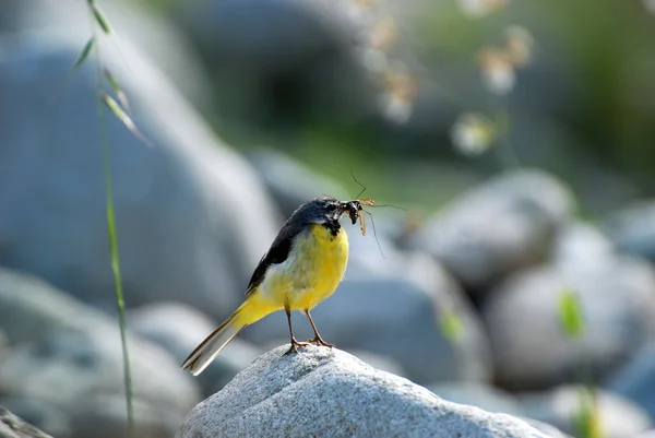 Wagtail (Motacille ) — Photo