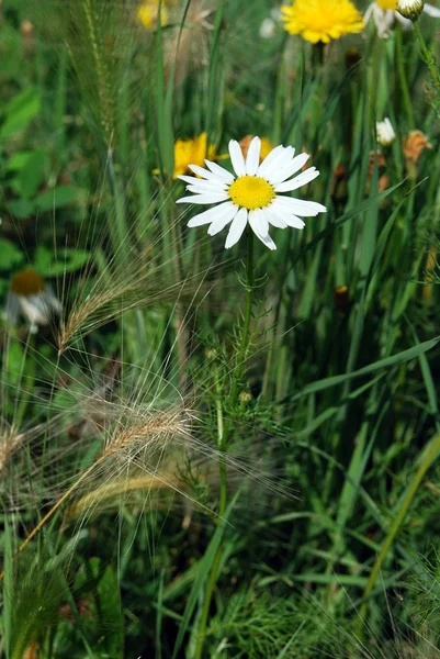 野の花 — ストック写真