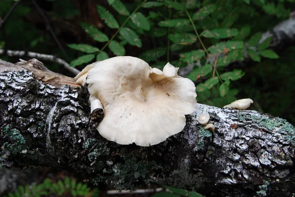 在白桦树干上蘑菇 — 图库照片
