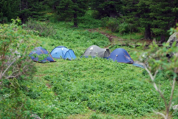Namioty na polanie z cedry — Zdjęcie stockowe