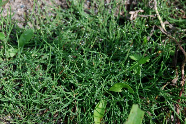 Gras met dauw — Stockfoto