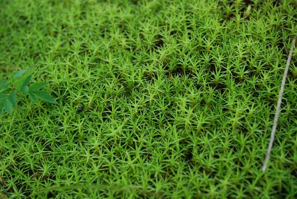 Moss (Musci) — Stockfoto