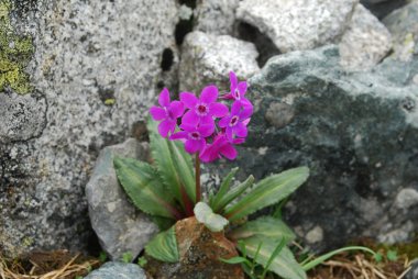 Çuha çiçeği (Primula nivalis)