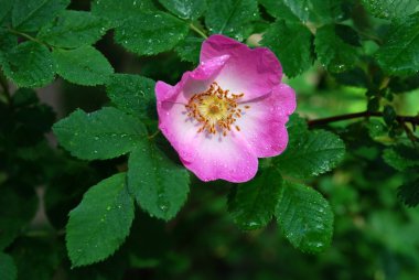 Köpek rose (Rosa)